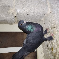 Sarı göz fitilli kara kan hattı