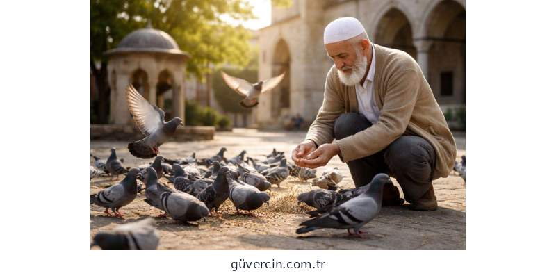 Güvercin besleyen kişi ve güvercinler