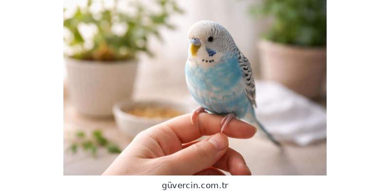 Muhabbet Kuşu Mantar Hastalığı Nasıl Geçer? Bakım ve Tedavi Önerileri