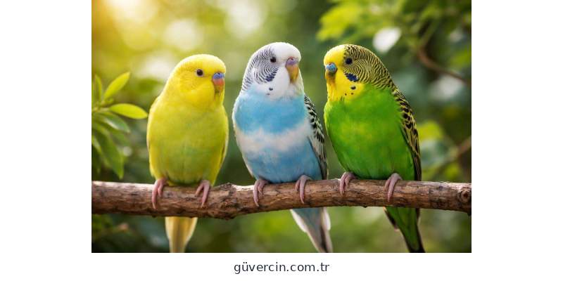 En Kaliteli Muhabbet Kuşu Hangisidir? Muhabbet Kuşu Seçerken Nelere Dikkat Edilmeli?