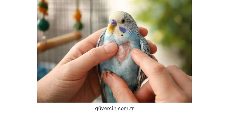 Kuşlarda Kursak Mantarı Olduğunu Nasıl Anlarız?