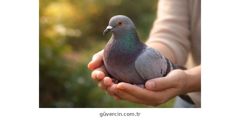 Rüyada gökyüzünde uçan bir güvercin görseli