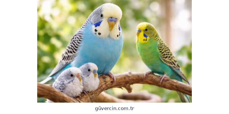 Jumbo Muhabbet Kuşu Özellikleri ve Farkları