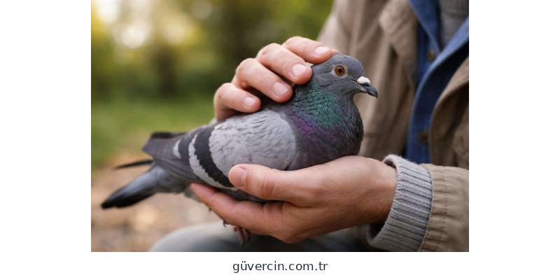 Güvercinlerde E. Coli enfeksiyonu tedavisi ve bakımı