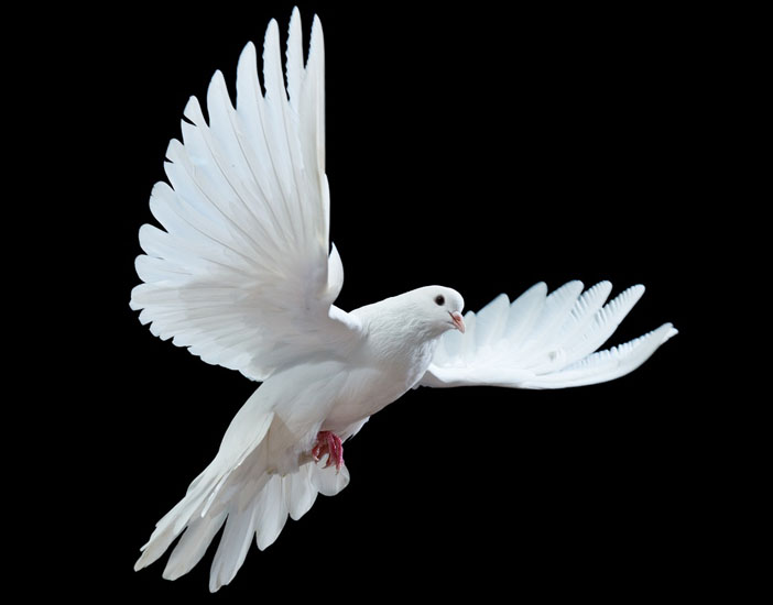 Güvercin Irkları ve Cinsleri – En Bilinen Güvercin Türleri ve Özellikleri