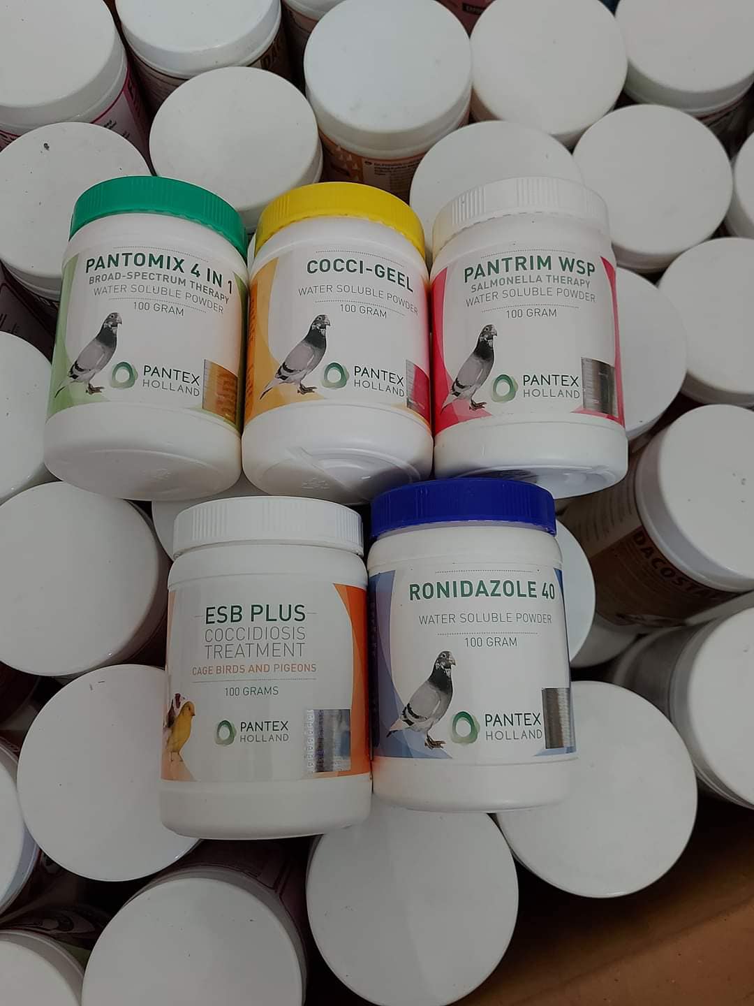 Güvercin İlaçları En Doğru Nasıl Kullanılır