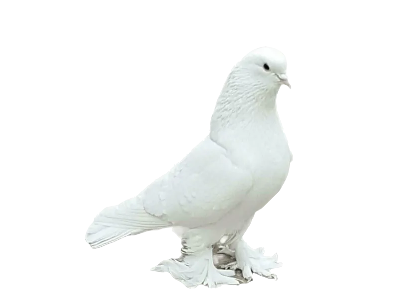 Güvercin
