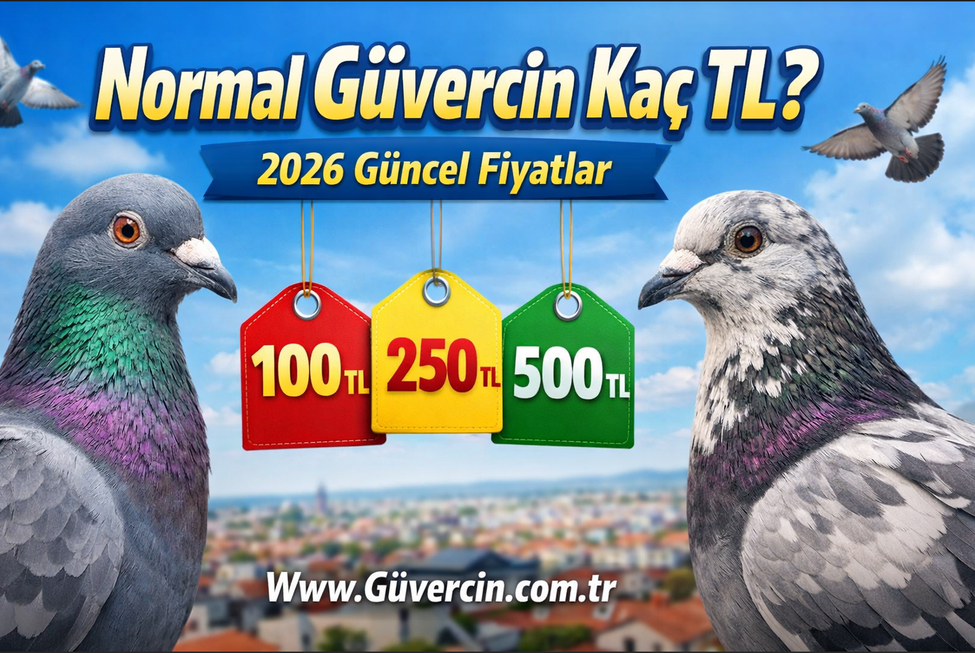 Normal Güvercin Kaç TL? Güncel Güvercin Fiyatları