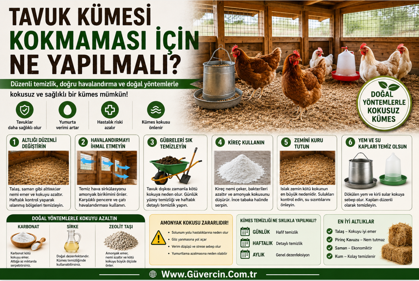 Tavuk Kümesi Neden Kokar?