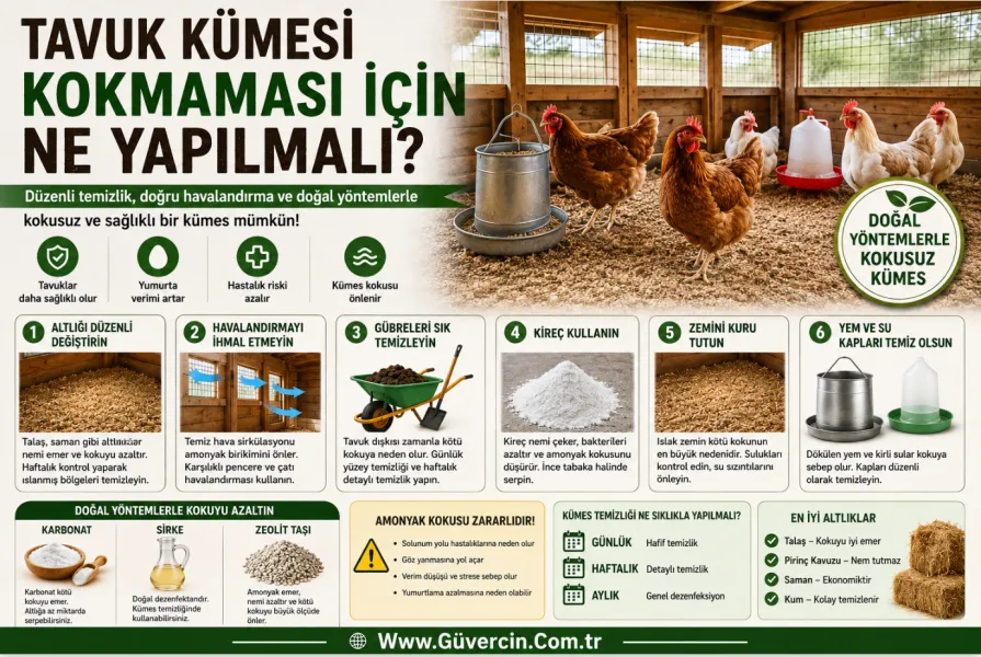 Tavuk Kümesi Neden Kokar?