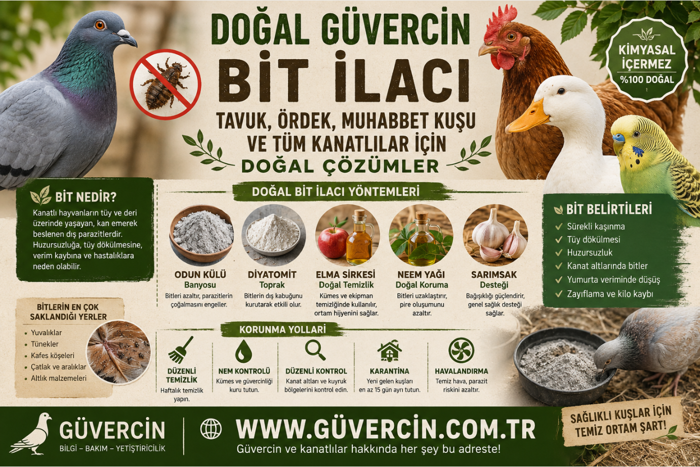Doğal Güvercin Bit İlacı Nedir? Tavuk, Ördek, Muhabbet Kuşu ve Tüm Kanatlılarda Bitlerden Kurtulmanın En Etkili Doğal Yolları