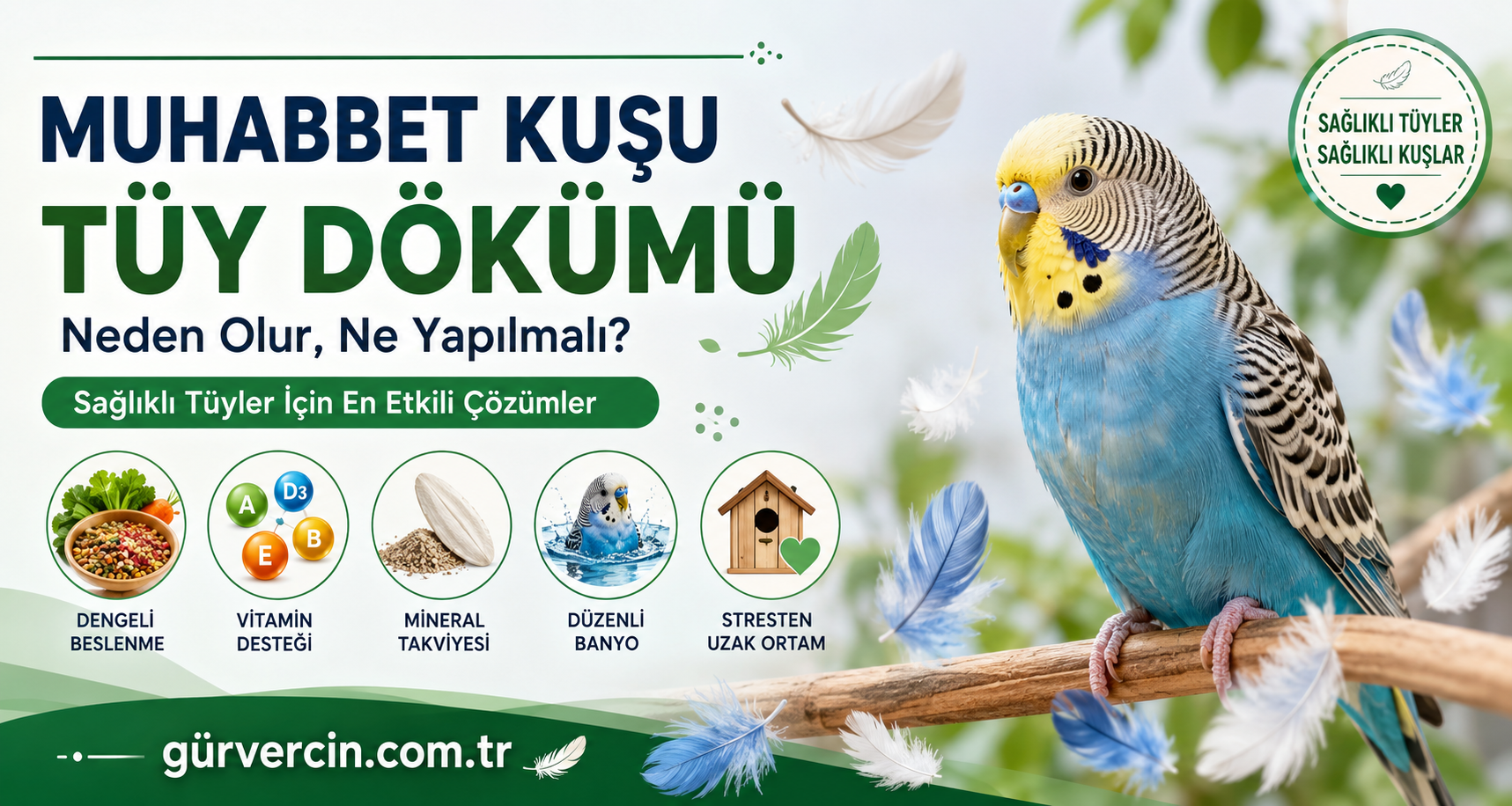 Muhabbet Kuşu Tüy Dökümü | Neden Olur? Ne Yapılmalı? En Etkili Çözümler
