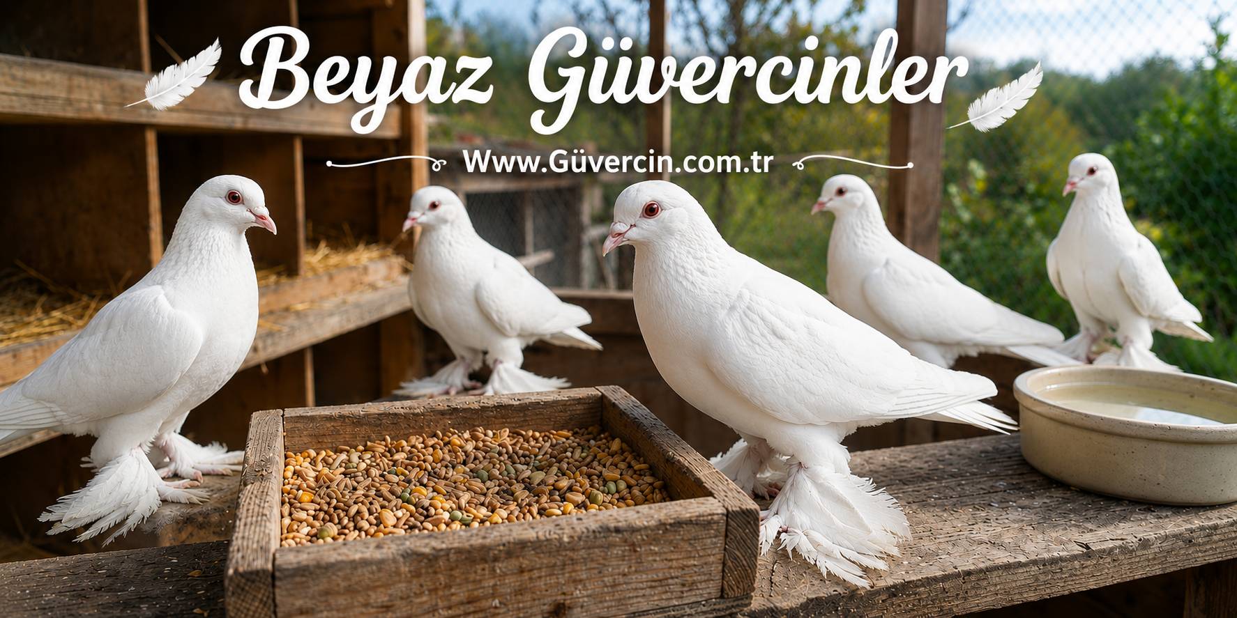 Beyaz Güvercin (Süt Beyaz Güvercin) Nedir? Özellikleri, Bakımı ve Beslenmesi