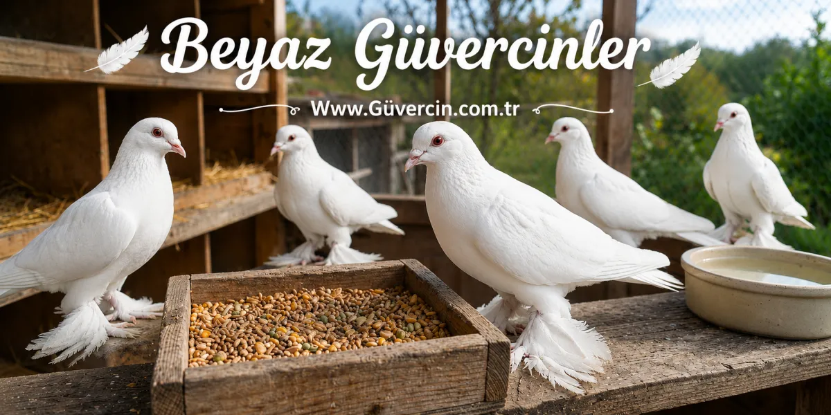 Beyaz Güvercin (Süt Beyaz Güvercin) Nedir? Özellikleri, Bakımı ve Beslenmesi