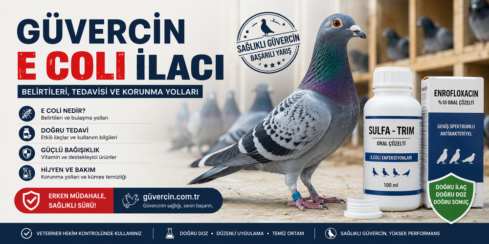 Güvercin E Coli İlacı: Belirtileri, Tedavisi ve En Etkili Çözüm Rehberi (2026)