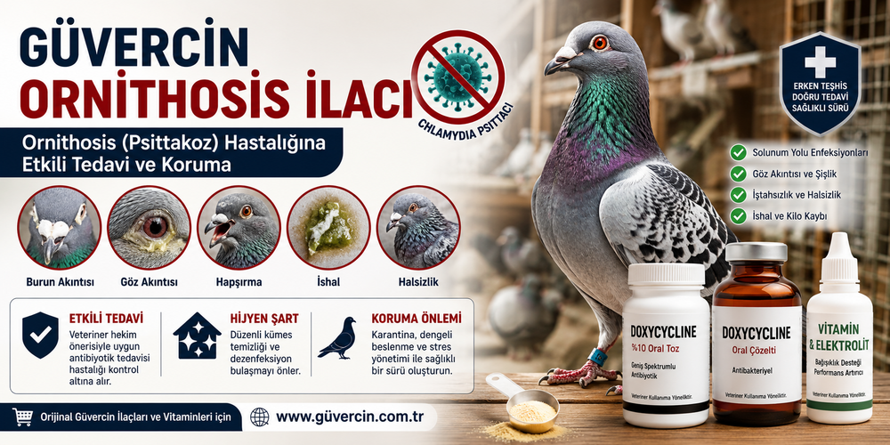 Güvercin Ornithosis İlacı | Belirtileri, Tedavisi ve En Etkili Çözümler