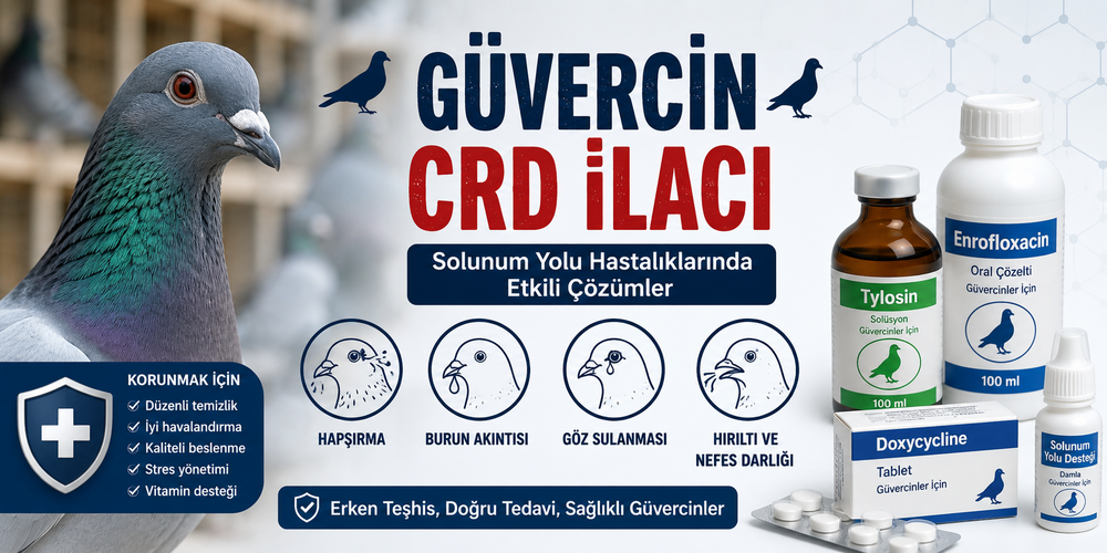 Güvercin CRD İlacı | CRD Belirtileri, Tedavisi ve En Etkili Çözümler 2026