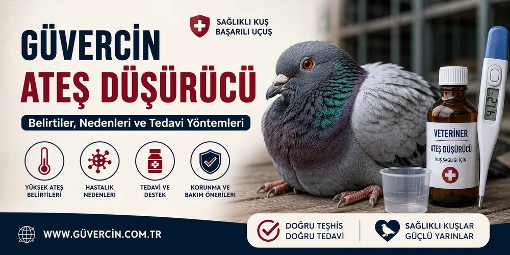 Güvercin Ateş Düşürücü Nedir? Güvercinlerde Ateş Belirtileri ve Tedavi Yöntemleri