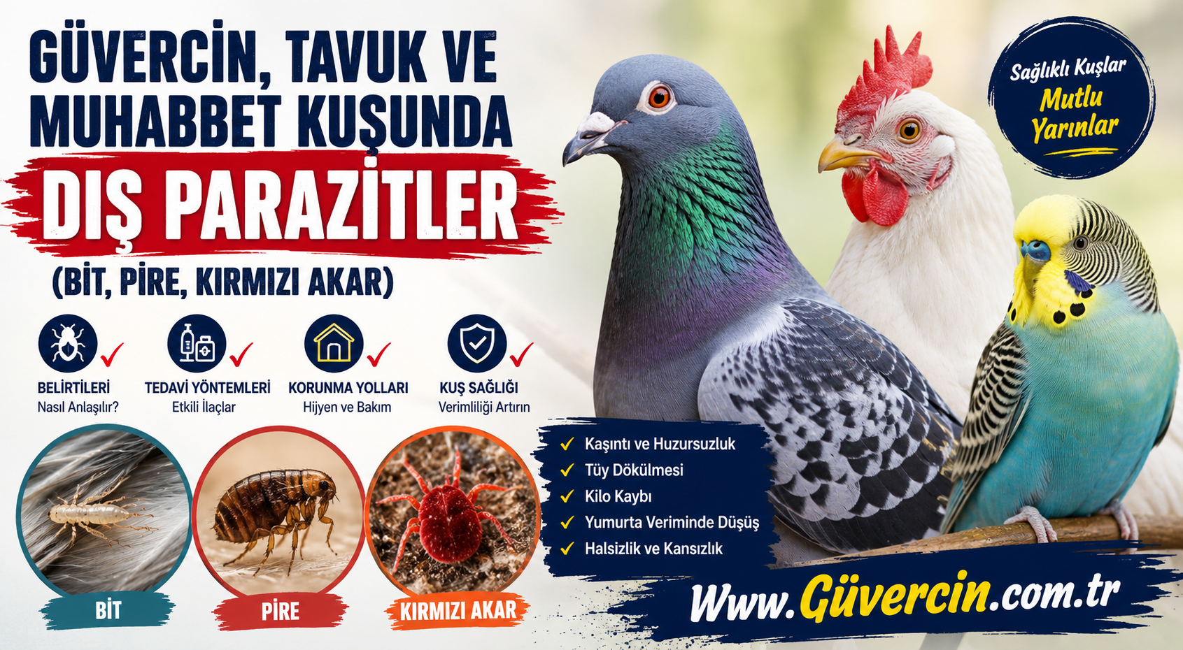 Güvercin, Tavuk ve Muhabbet Kuşlarında Dış Parazitler Nedir?