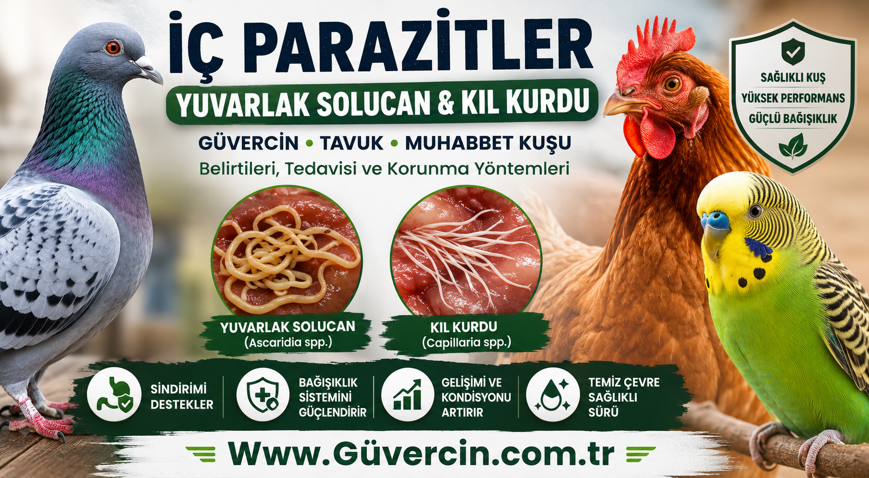 Güvercin, Tavuk ve Muhabbet Kuşunda İç Parazitler | Yuvarlak Solucan ve Kıl Kurdu Belirtileri