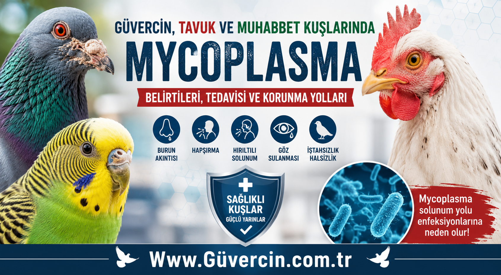 Güvercin, Tavuk ve Muhabbet Kuşlarında Mycoplasma (Mikoplazma): Belirtileri, Tedavisi ve Korunma Yolları