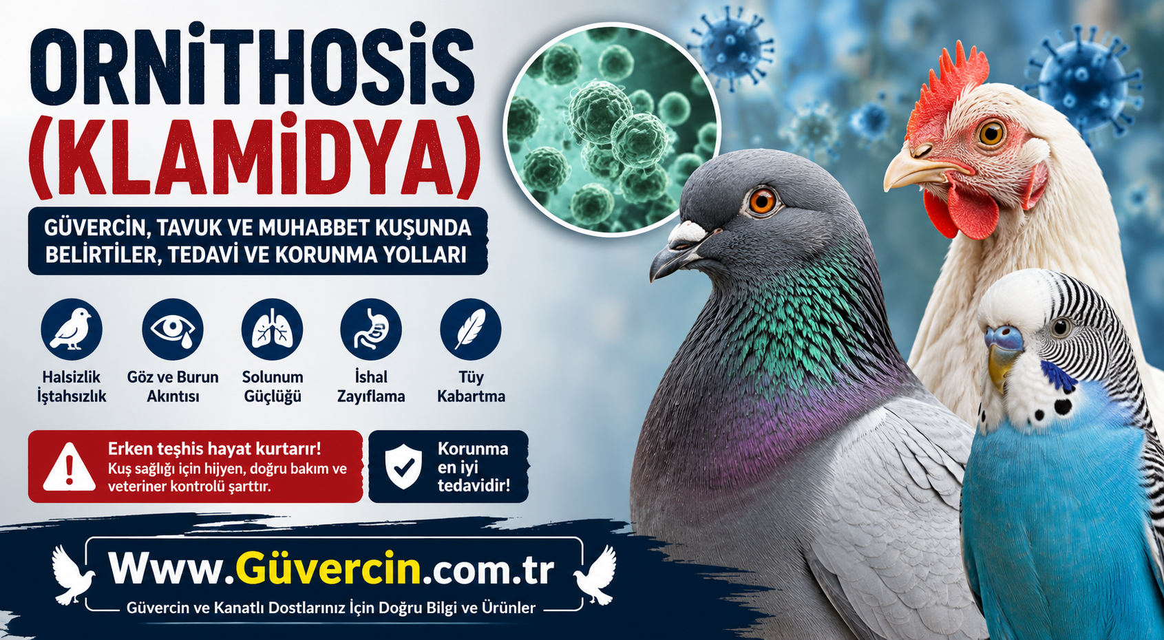 Güvercin, Tavuk ve Muhabbet Kuşunda Ornithosis (Klamidya) Hastalığı: Belirtileri, Tedavisi ve Korunma Yolları