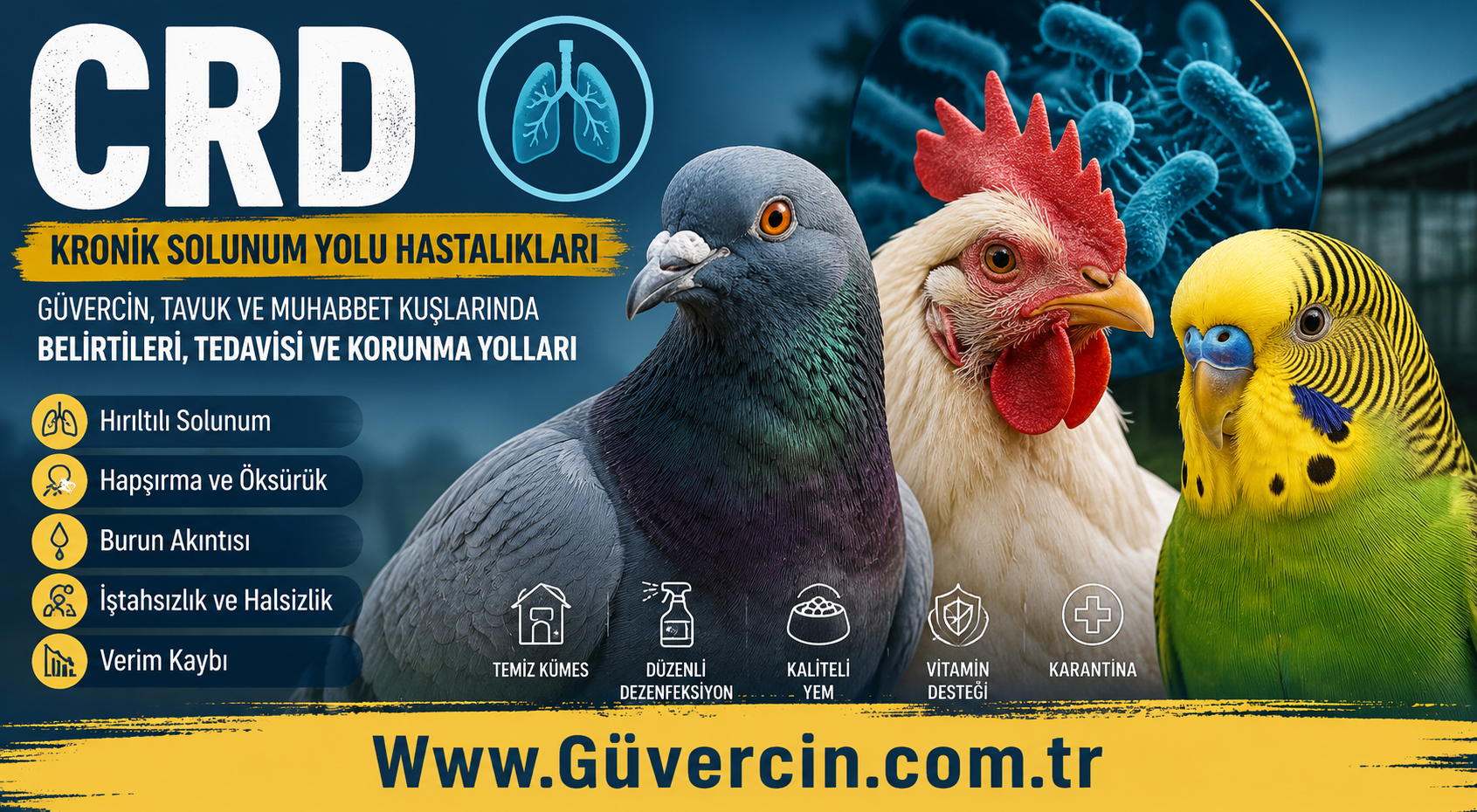 CRD Nedir? Güvercin, Tavuk ve Muhabbet Kuşunda Kronik Solunum Yolu Hastalığı Belirtileri ve Tedavisi