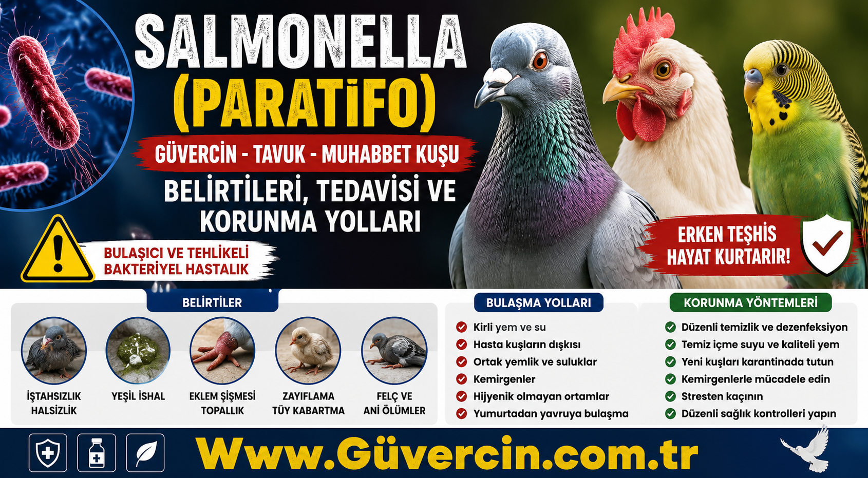 Güvercin, Tavuk ve Muhabbet Kuşunda Salmonella (Paratifo) Belirtileri ve Tedavisi