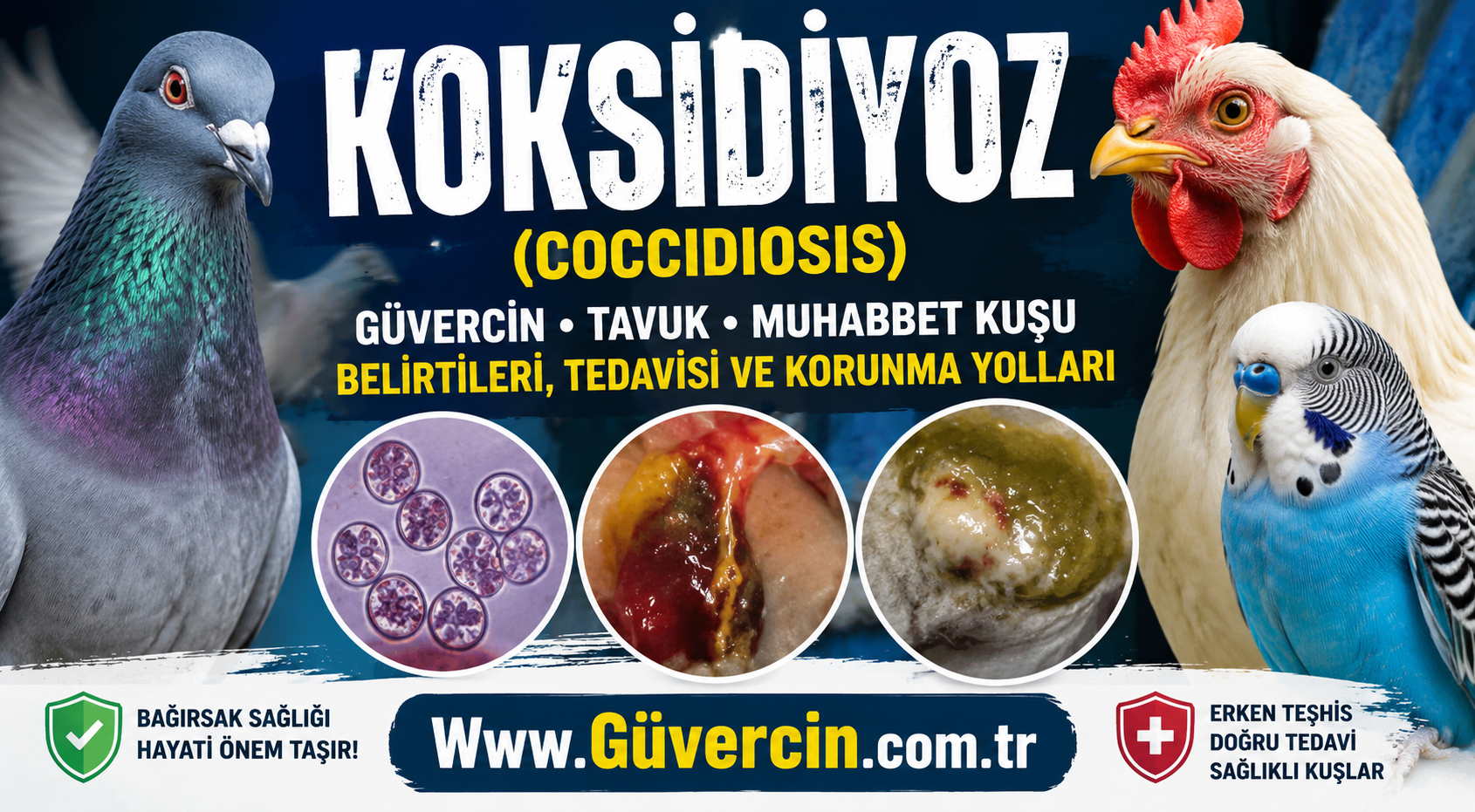 Güvercin, Tavuk ve Muhabbet Kuşunda Koksidiyoz (Coccidiosis) Belirtileri ve Tedavisi