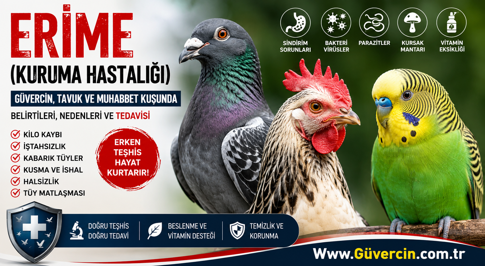 Güvercin, Tavuk ve Muhabbet Kuşunda Erime (Kuruma Hastalığı): Belirtileri, Nedenleri ve Tedavisi