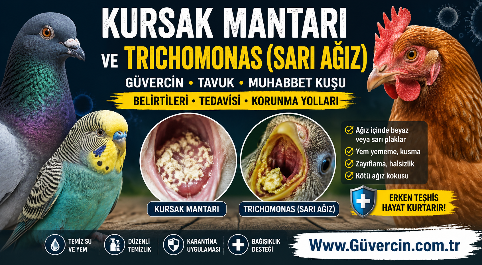 Kursak Mantarı ve Trichomonas (Sarı Ağız) | Güvercin, Tavuk ve Muhabbet Kuşlarında Belirtiler