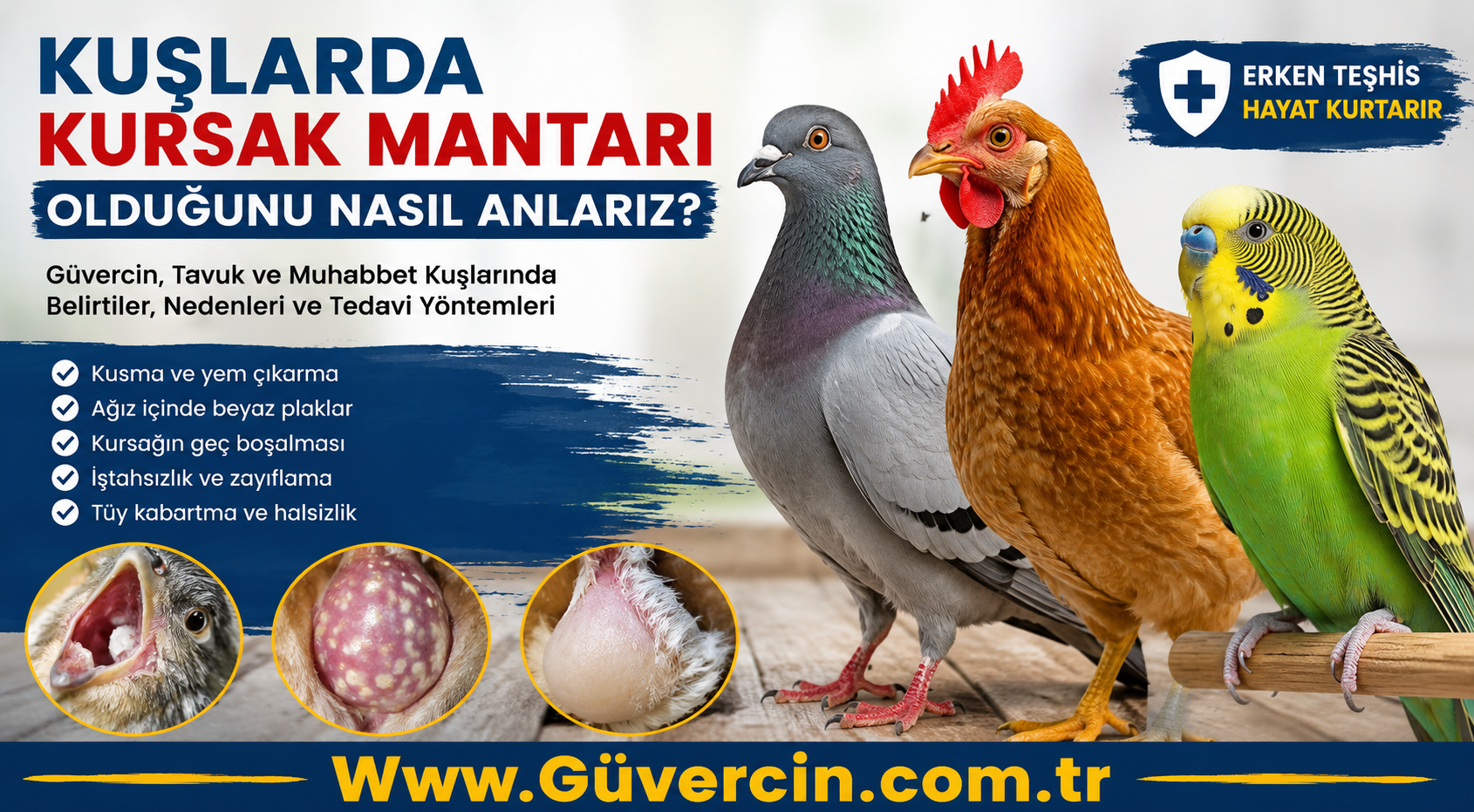 Kuşlarda Kursak Mantarı Olduğunu Nasıl Anlarız? Güvercin, Tavuk ve Muhabbet Kuşlarında Belirtiler