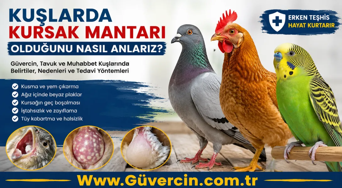 Kuşlarda Kursak Mantarı Olduğunu Nasıl Anlarız? Güvercin, Tavuk ve Muhabbet Kuşlarında Belirtiler