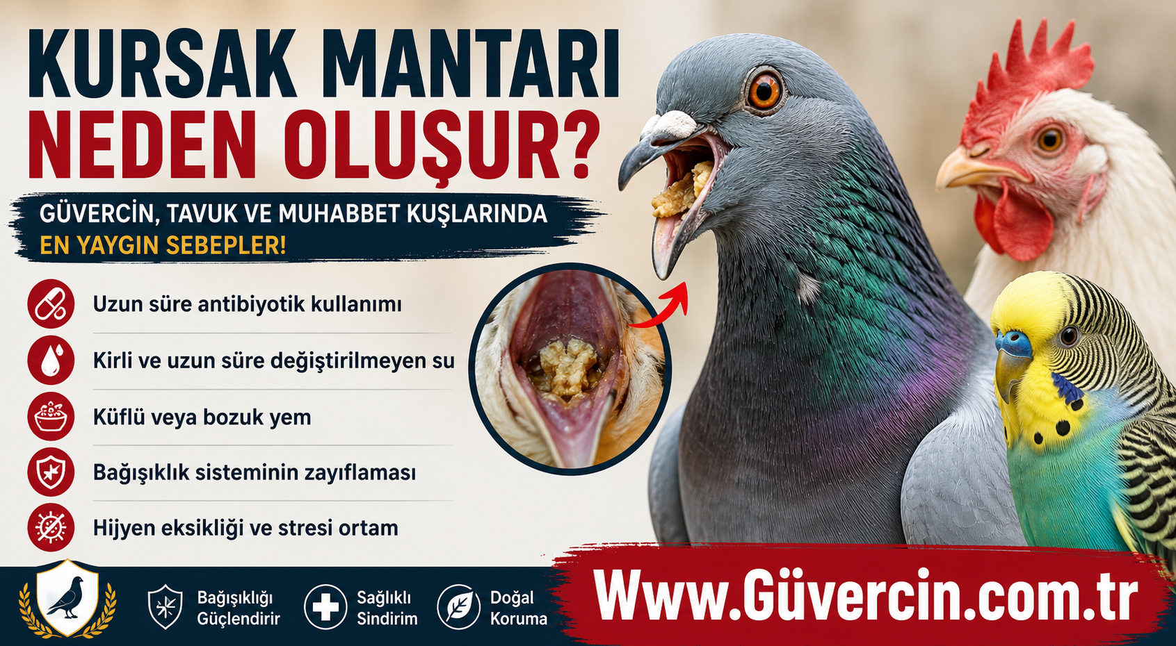 Kursak Mantarı Neden Oluşur? Güvercin, Tavuk ve Muhabbet Kuşlarında En Yaygın Sebepler