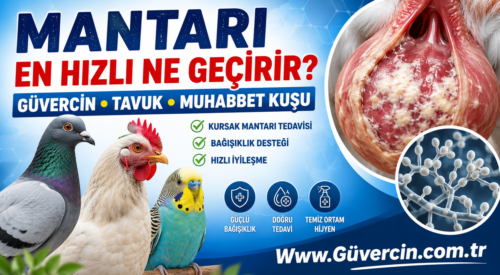 Mantarı En Hızlı Ne Geçirir? Güvercin, Tavuk ve Muhabbet Kuşlarında Mantar Tedavis