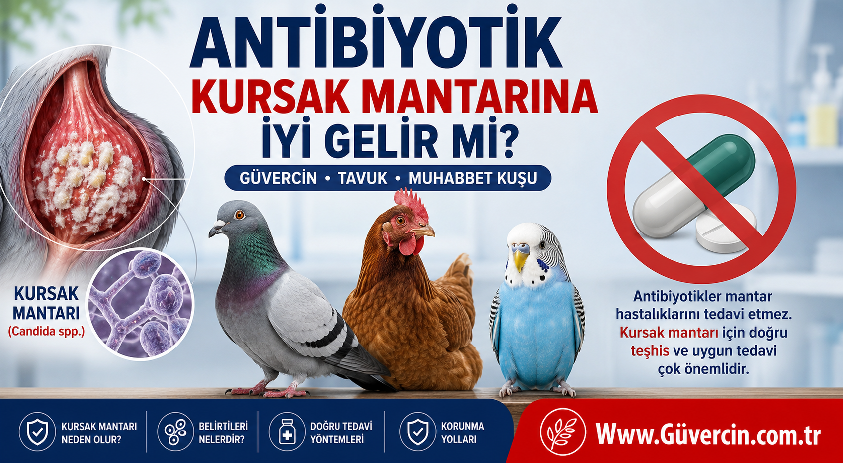 Antibiyotik Kursak Mantarına İyi Gelir mi? | Güvercin, Tavuk, Muhabbet Kuşu