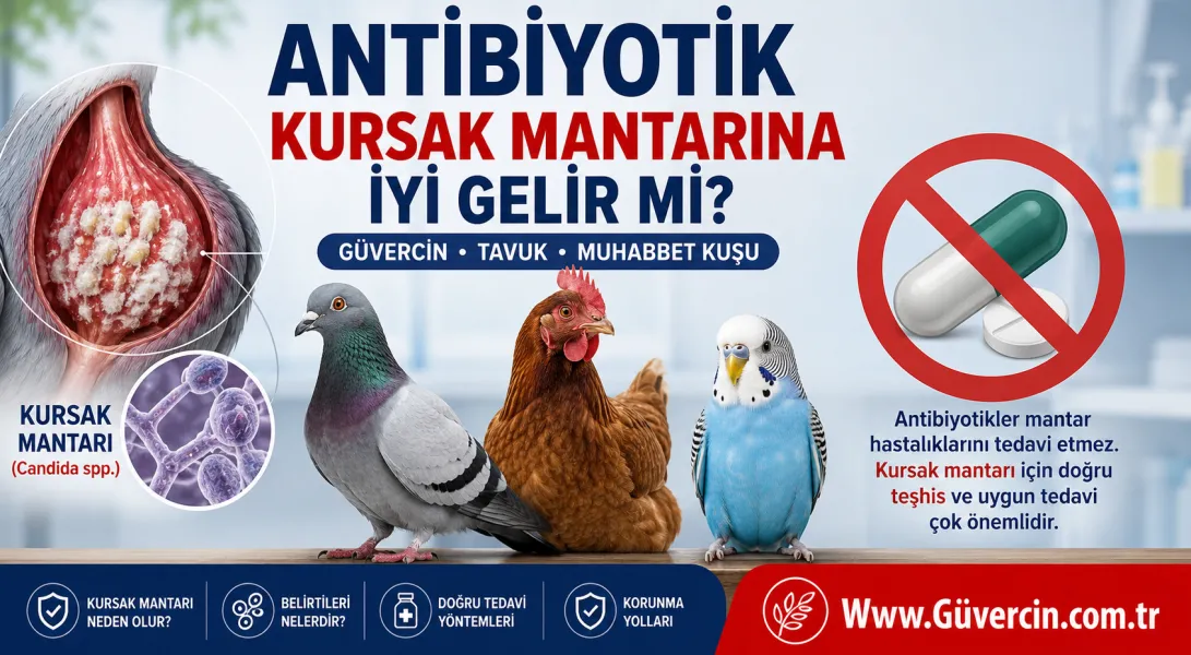 Antibiyotik Kursak Mantarına İyi Gelir mi? | Güvercin, Tavuk, Muhabbet Kuşu