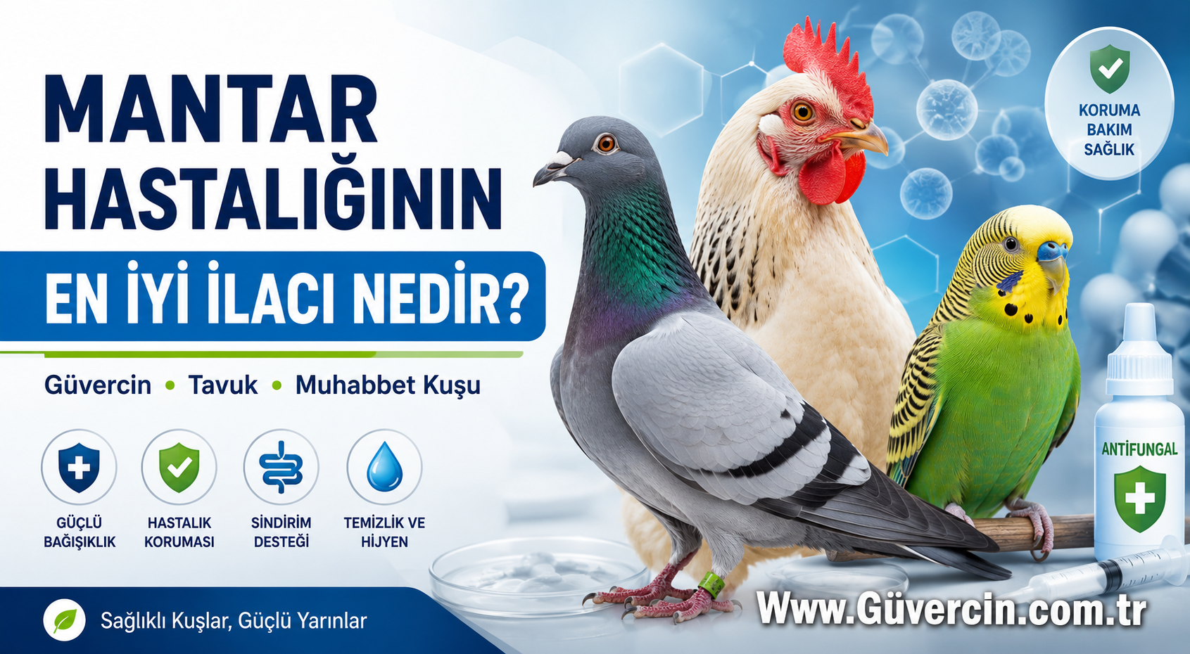 Mantar Hastalığının En İyi İlacı Nedir? | Güvercin, Tavuk ve Muhabbet Kuşu Tedavisi