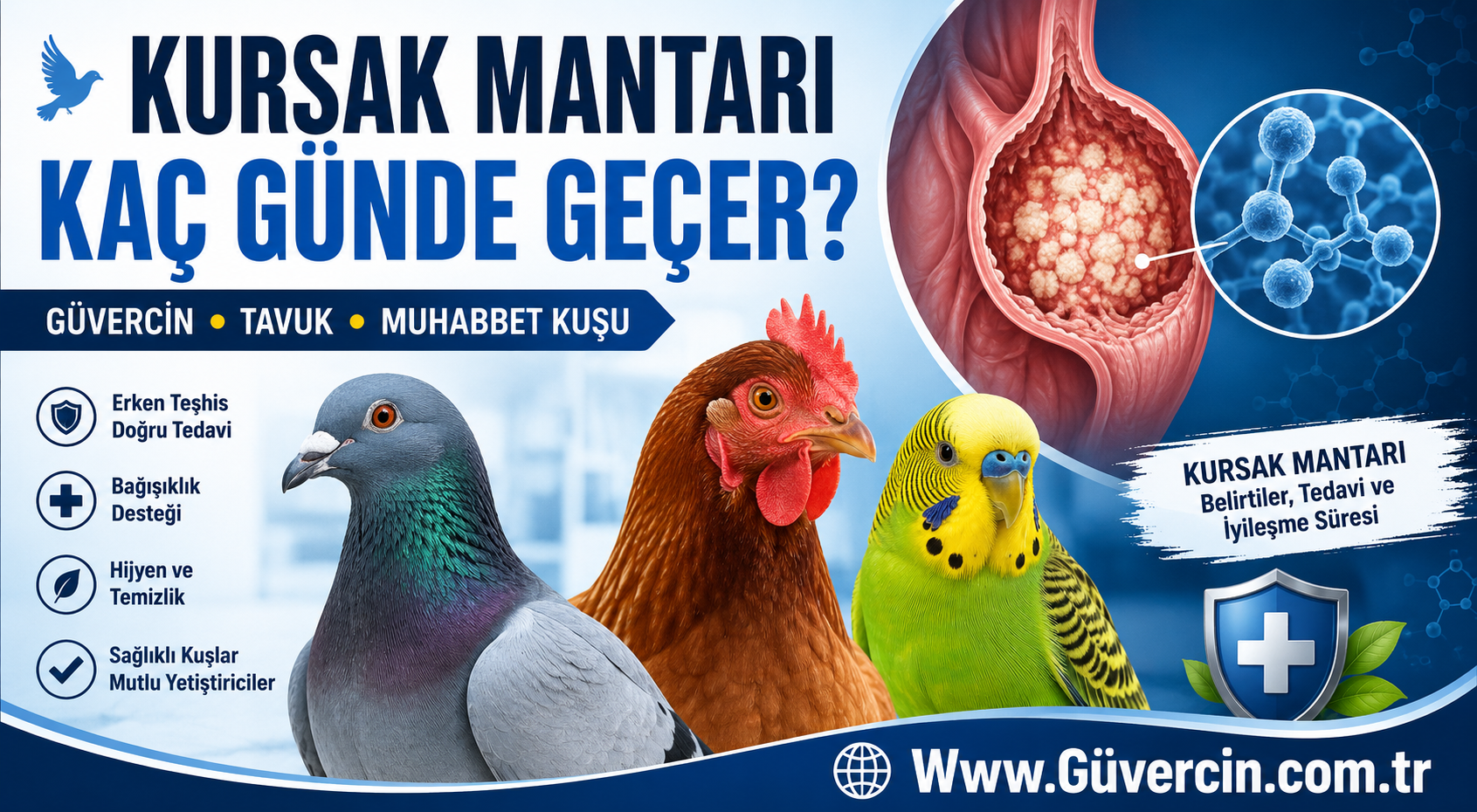 Kursak Mantarı Kaç Günde Geçer? Güvercin, Tavuk ve Muhabbet Kuşlarında İyileşme Süresi