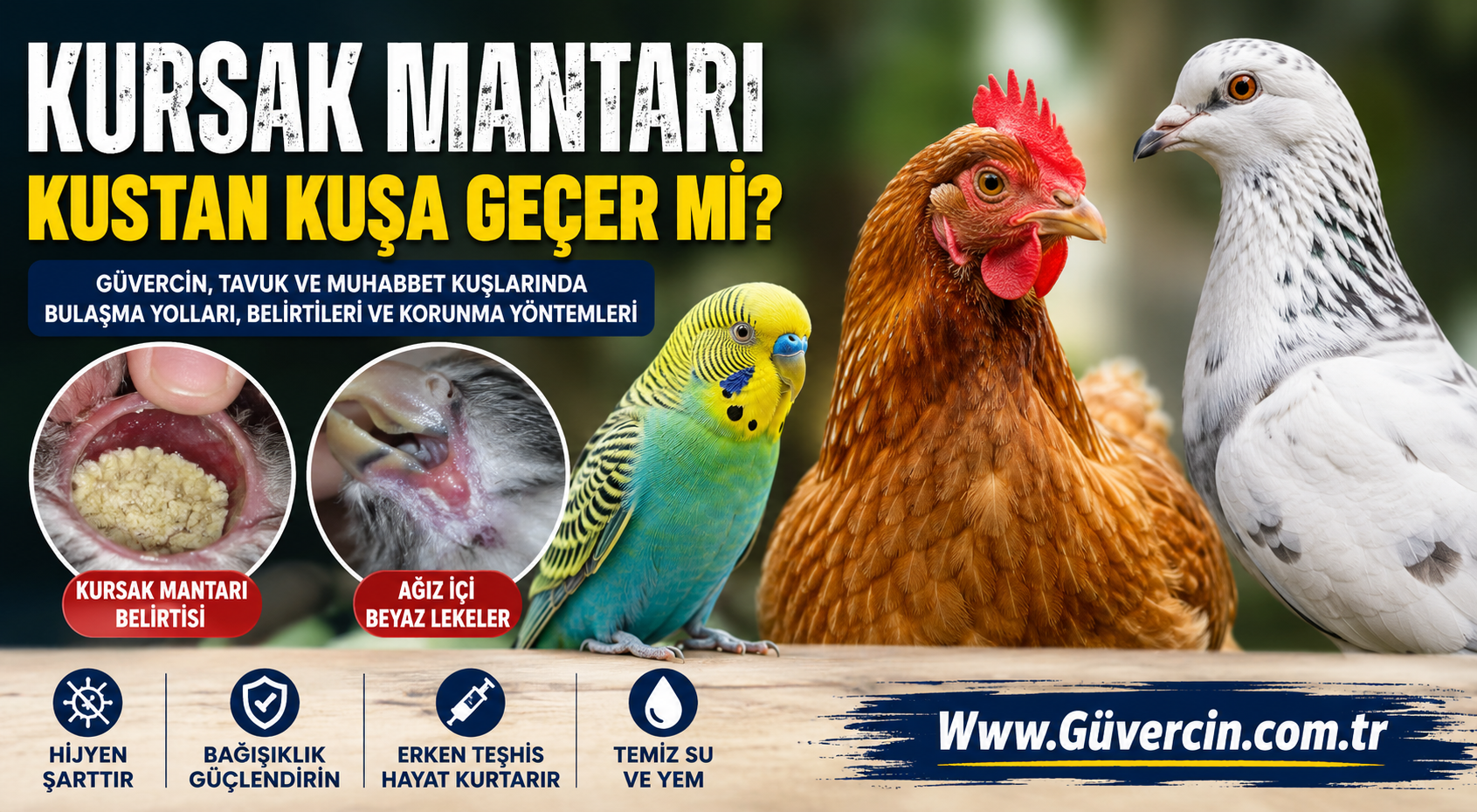 Kursak Mantarı Kuştan Kuşa Geçer mi? Güvercin, Tavuk ve Muhabbet Kuşlarında Bulaşma Yolları