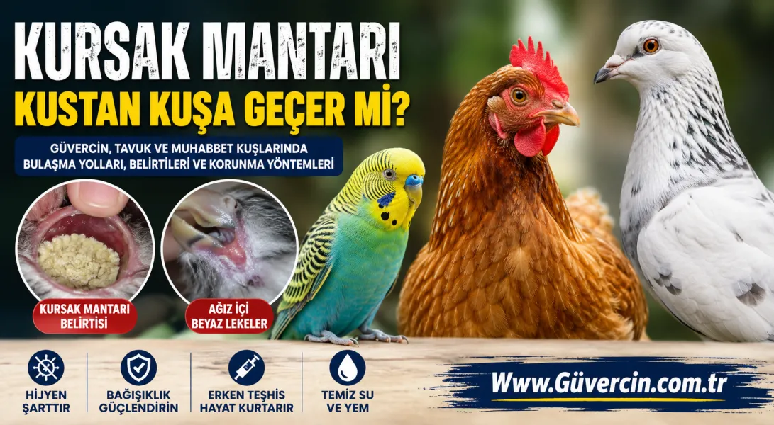 Kursak Mantarı Kuştan Kuşa Geçer mi? Güvercin, Tavuk ve Muhabbet Kuşlarında Bulaşma Yolları