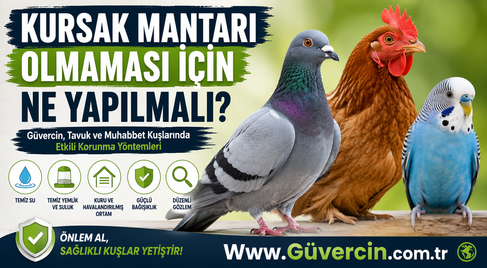Kursak Mantarı Olmaması İçin Ne Yapılmalı? Güvercin, Tavuk ve Muhabbet Kuşlarında Etkili Korunma Yöntemleri