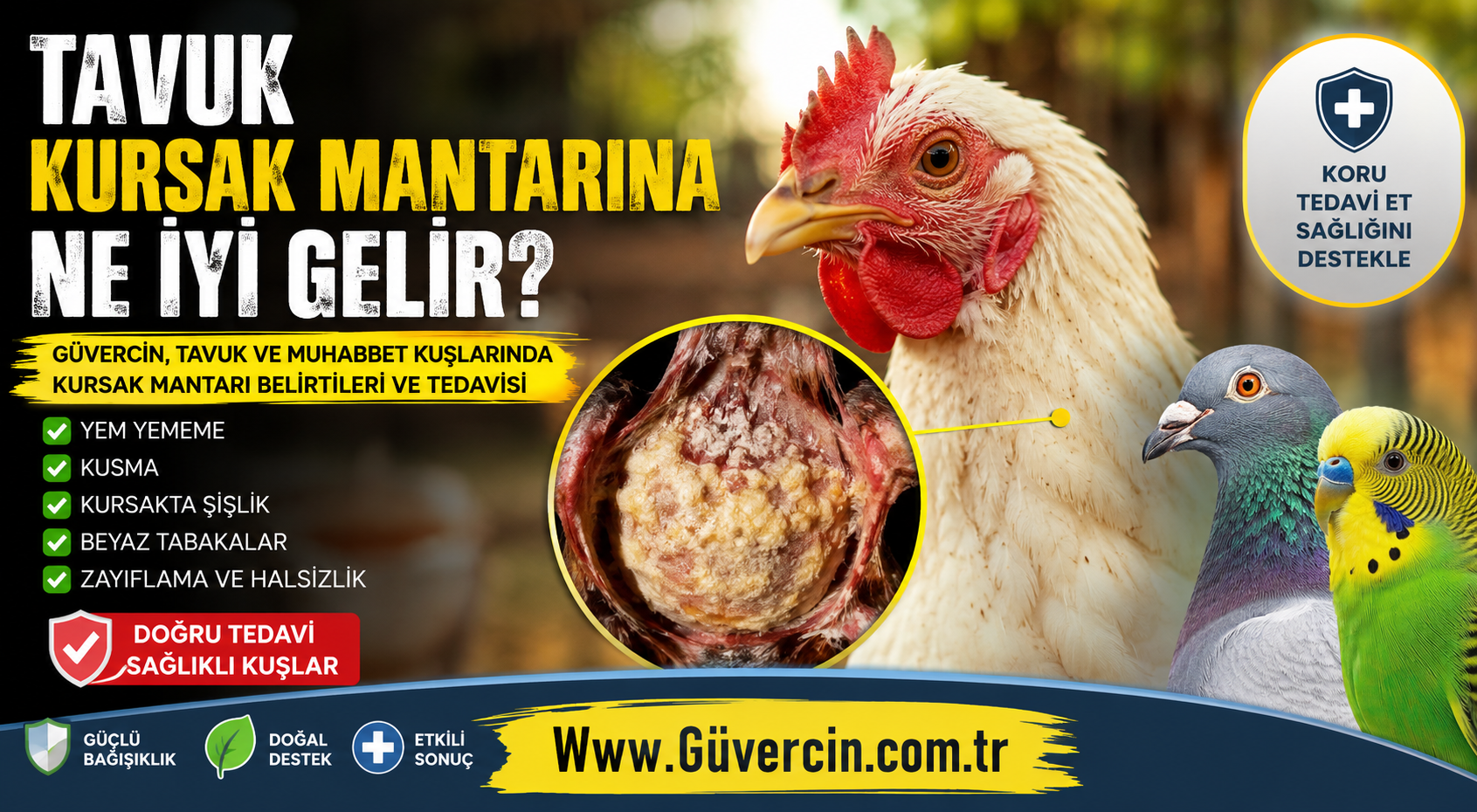 Tavuk Kursak Mantarına Ne İyi Gelir? Güvercin, Tavuk ve Muhabbet Kuşlarında Kursak Mantarı Belirtileri ve Tedavisi