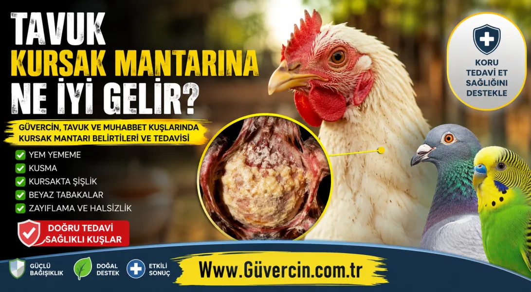 Tavuk Kursak Mantarına Ne İyi Gelir? Güvercin, Tavuk ve Muhabbet Kuşlarında Kursak Mantarı Belirtileri ve Tedavisi