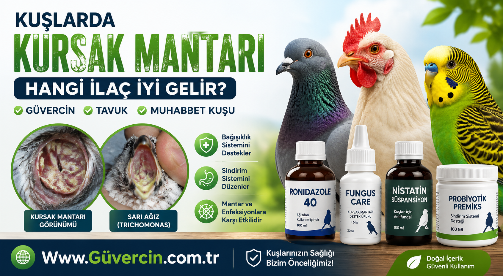 Kuşlarda Kursak Mantarına Hangi İlaç İyi Gelir? | Güvercin, Tavuk, Muhabbet Kuşu