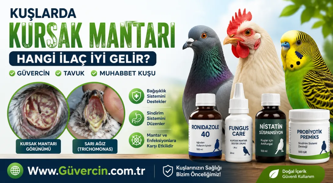 Kuşlarda Kursak Mantarına Hangi İlaç İyi Gelir? | Güvercin, Tavuk, Muhabbet Kuşu