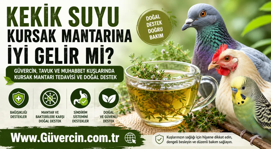 Kekik Suyu Kursak Mantarına İyi Gelir mi? | Güvercin, Tavuk ve Muhabbet Kuşu Rehberi