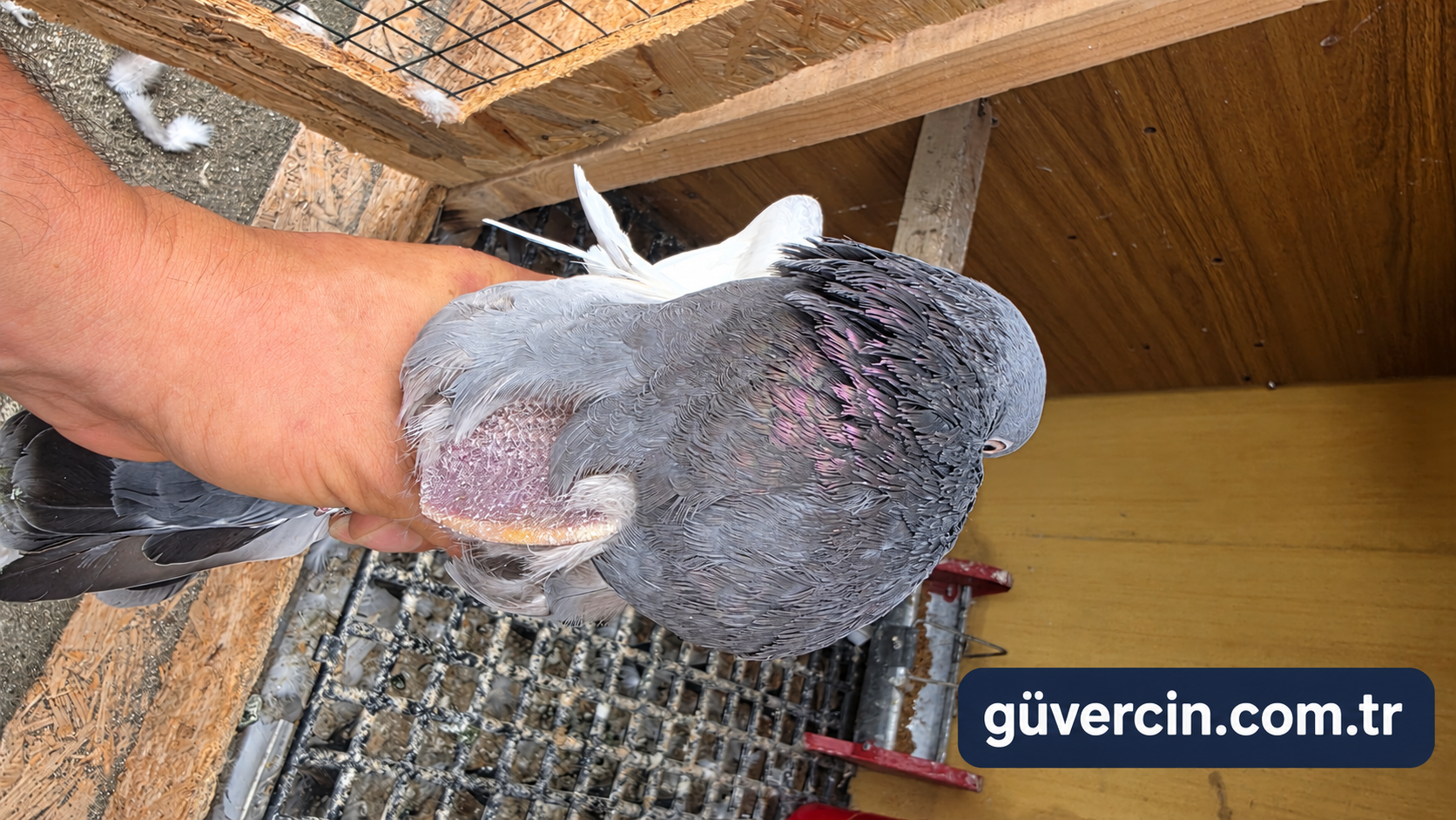 Göğüs kemiği belirginleşmiş bir güvercin ve sağlık bakımı