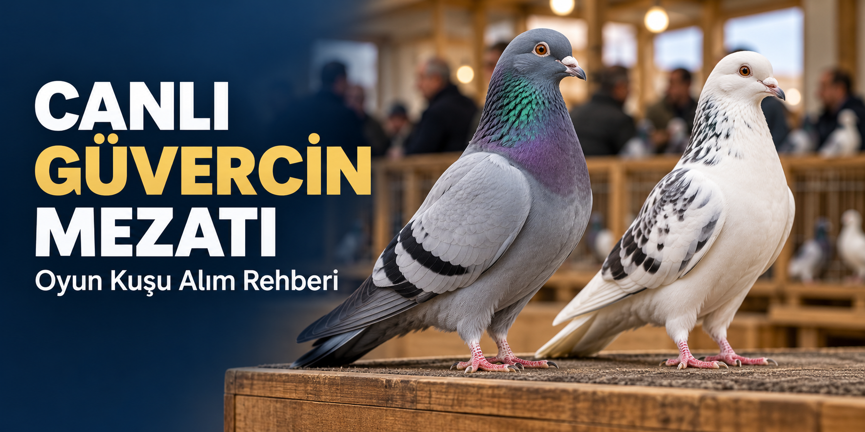 Canlı güvercin ve oyun kuşu mezatı